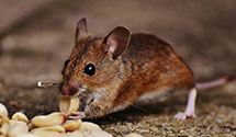 24 Hour & Emergency Exterminators in Sergeantsville, NJ